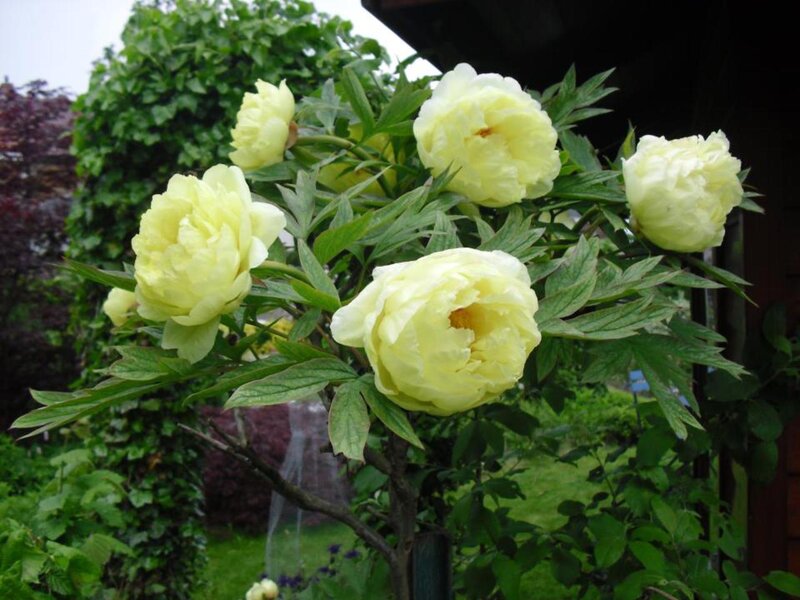 Yellow Peony Flowers