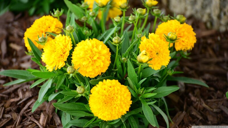 Yellow Petaled Flowers