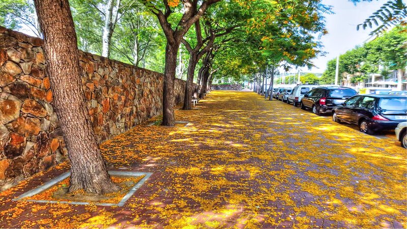 Yellow Petals on Sidewalk