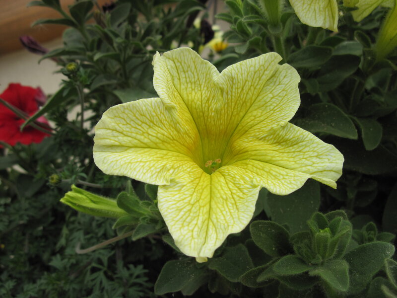 Yellow Petunia Flower — Calm, Photograph