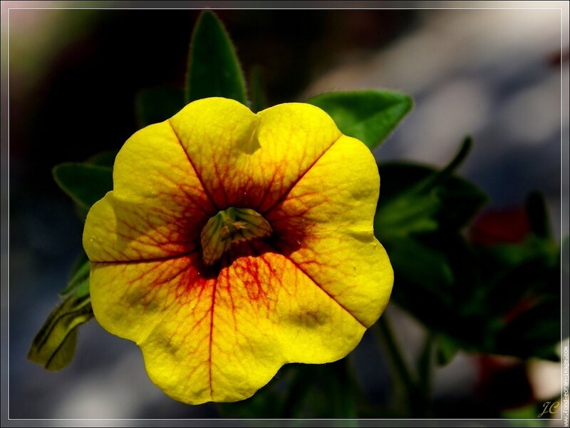 Yellow Petunia Flower — Calm