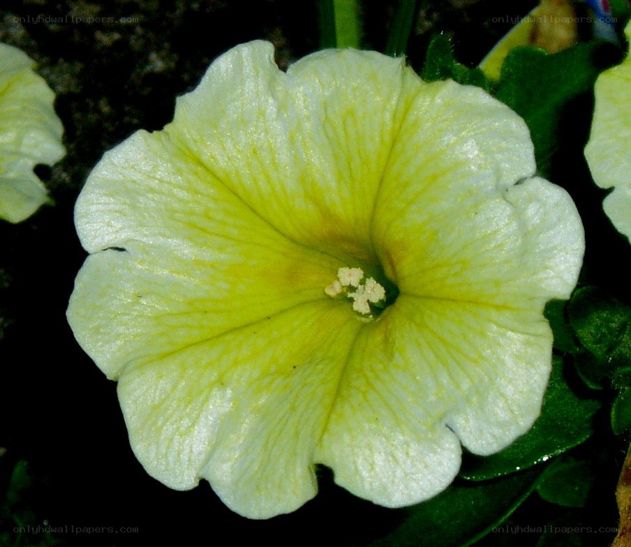 yellow petunia flower