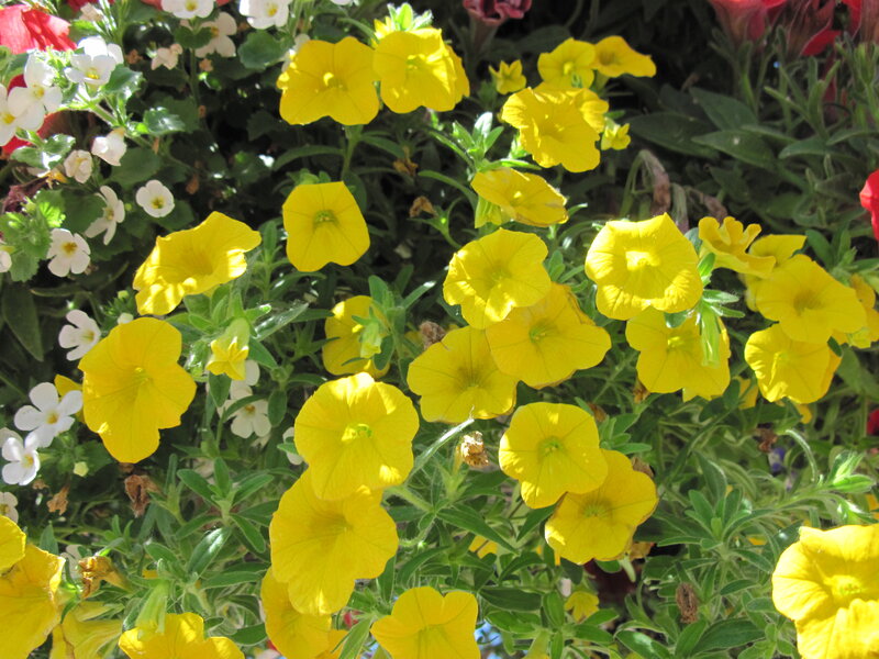 Yellow Petunia Flowers — Bright
