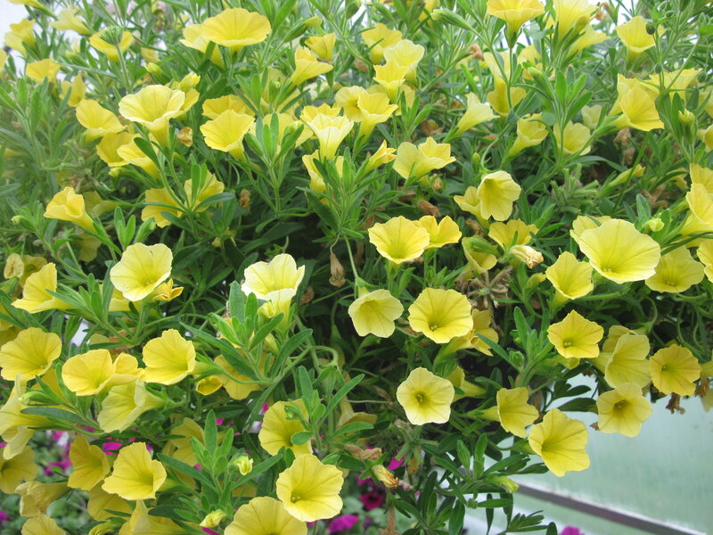 Yellow Petunia Flowers — Calm, Afternoon