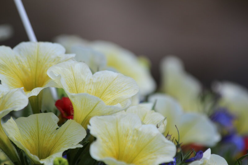 Yellow Petunia Flowers — Calm, Photograph