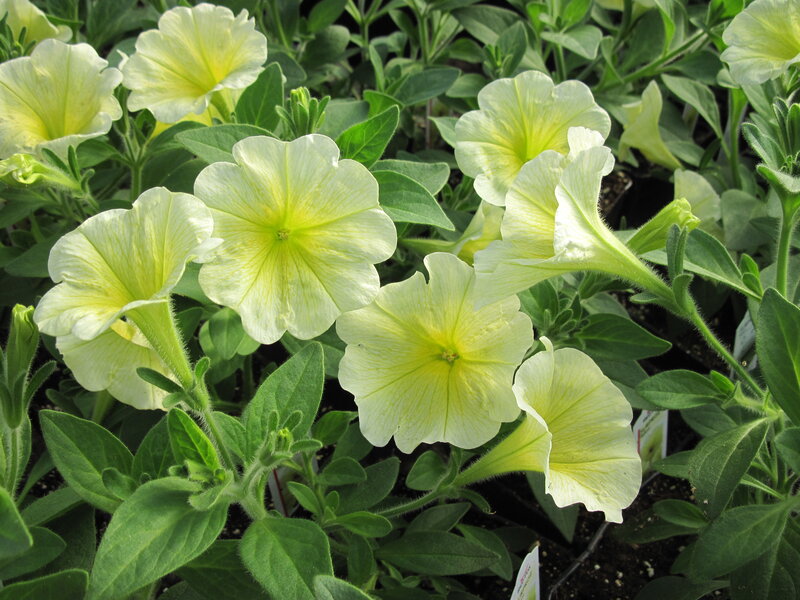 Yellow Petunia Flowers — Calm