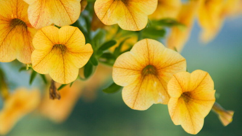 Yellow Petunia Flowers
