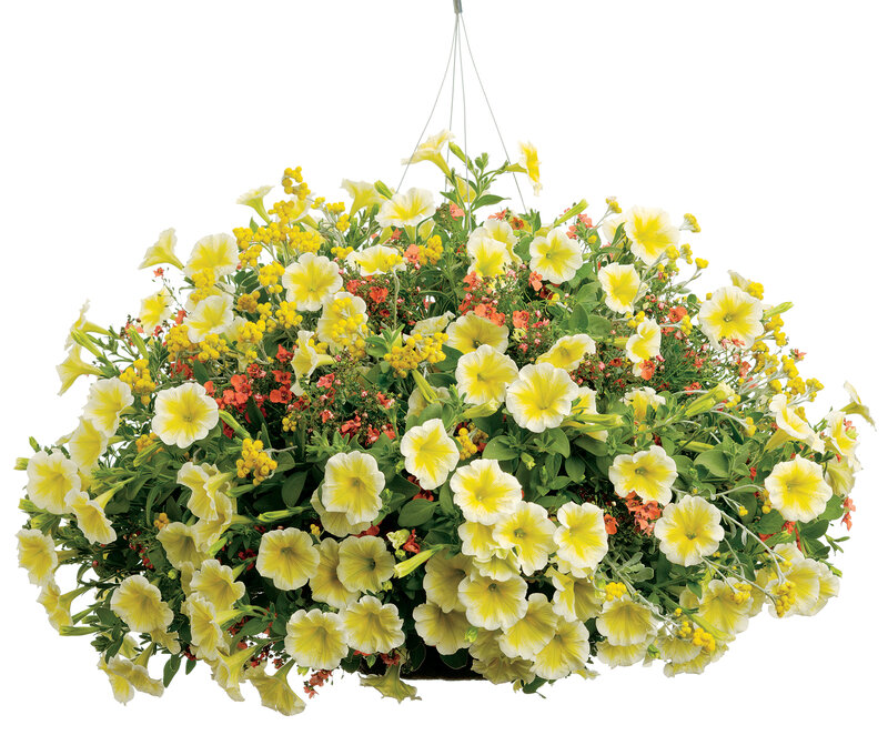 Yellow Petunia Hanging Basket