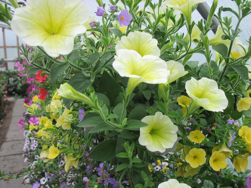 Yellow Petunias in Bloom