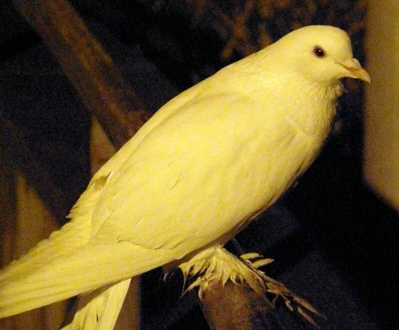 yellow pigeon on branch