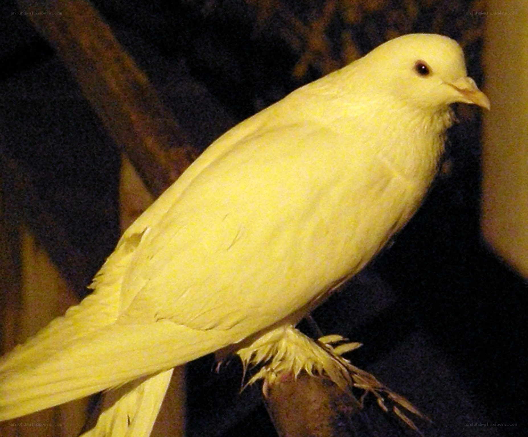 yellow pigeon on branch