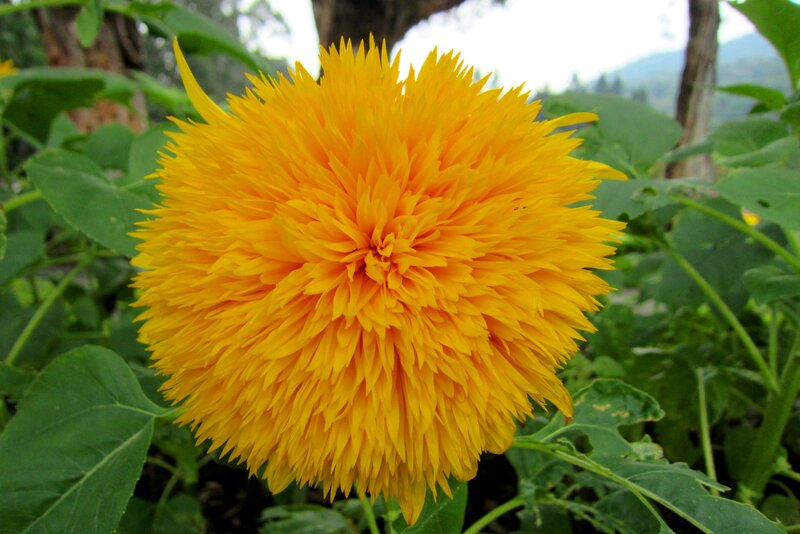 Yellow Pincushion Flower