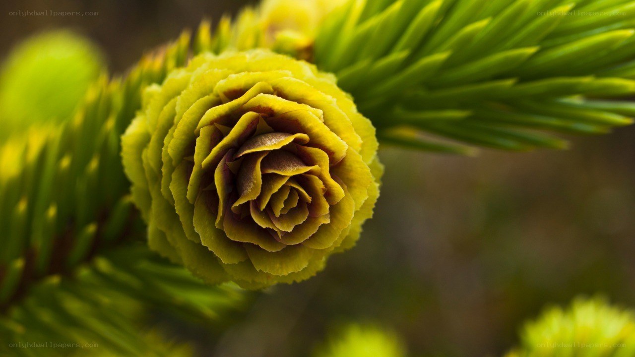 yellow pine cone bud