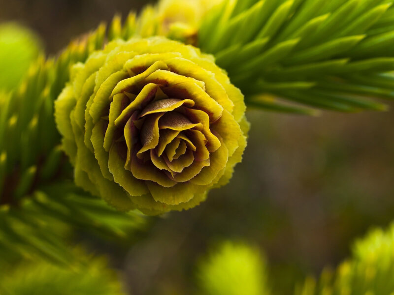 yellow pine cone bud