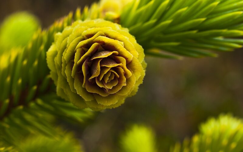 Yellow Pine Cone — Green, Natural