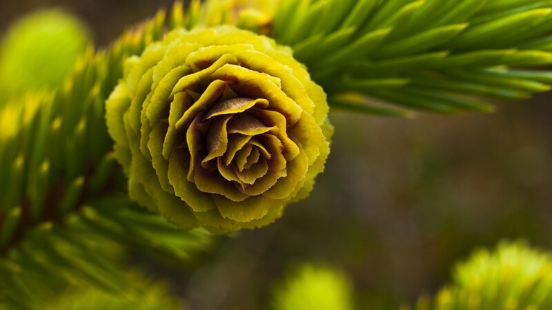 Yellow Pine Cone — Green, Serene, Spring