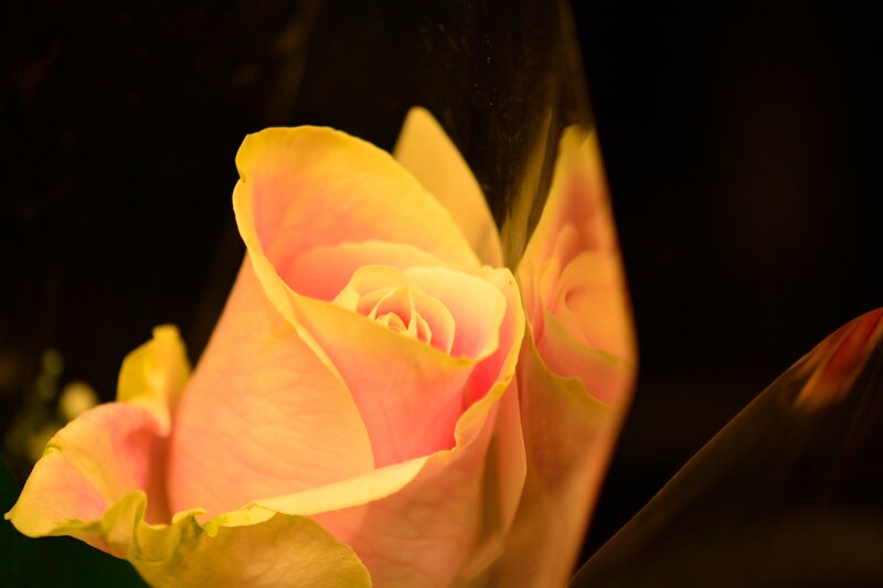 Yellow-pink Rose