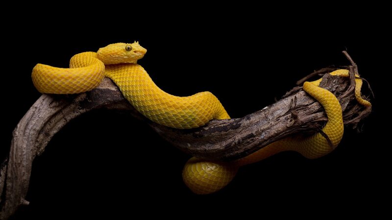 Yellow Pit Viper — Dramatic, Photograph