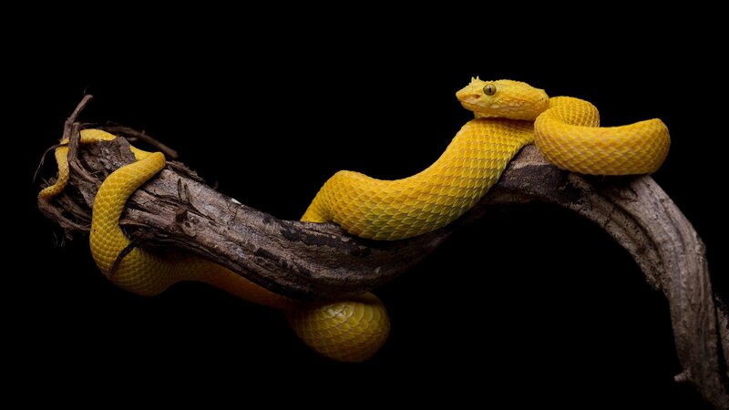 Yellow Pit Viper — Dramatic