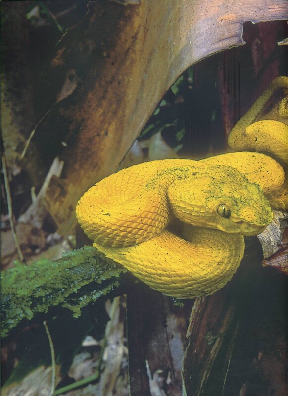 Yellow pit viper in forest