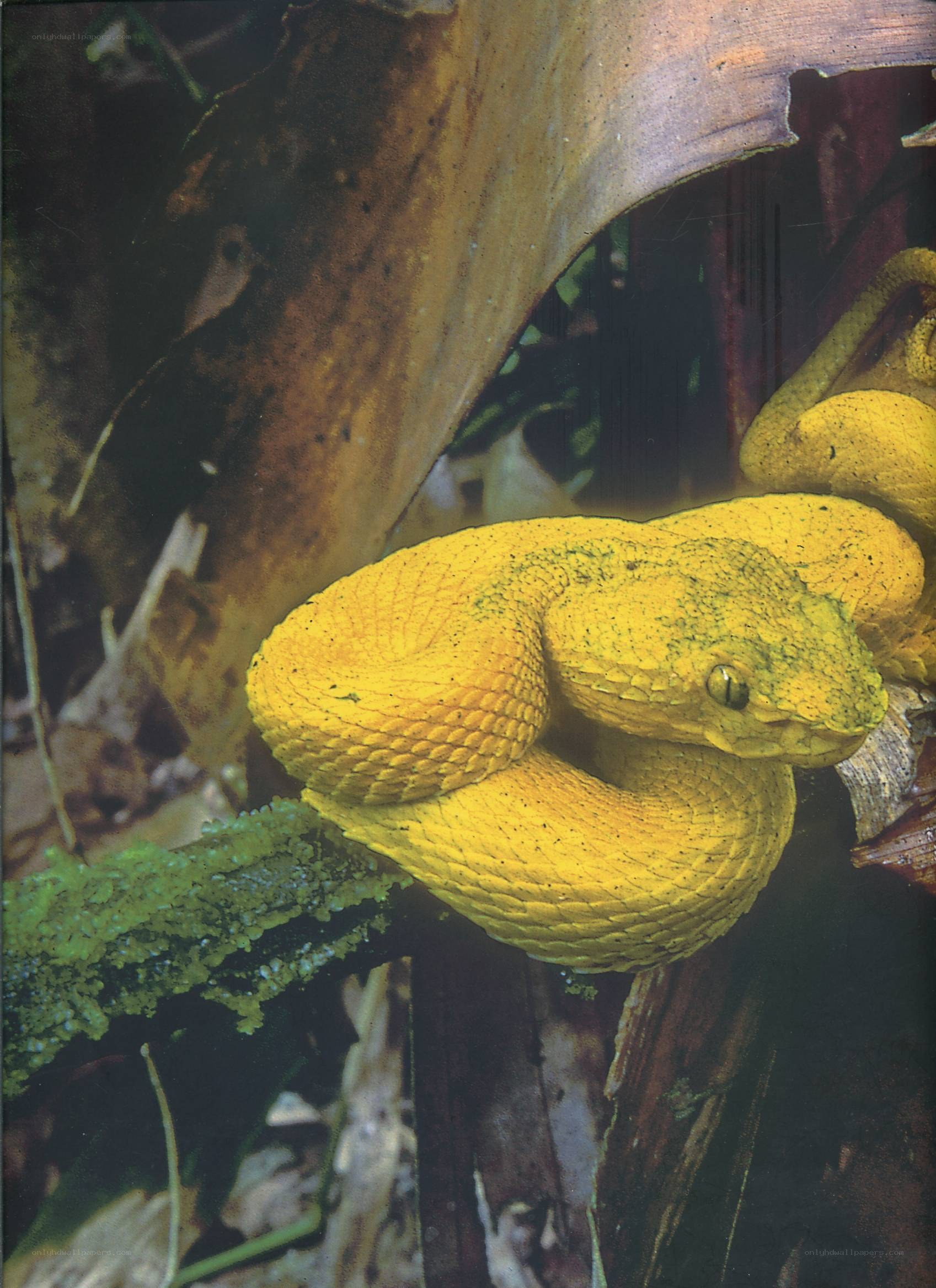 Yellow pit viper in forest