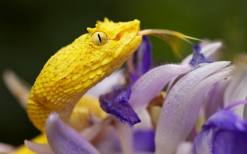 Yellow Pit Viper — Natural