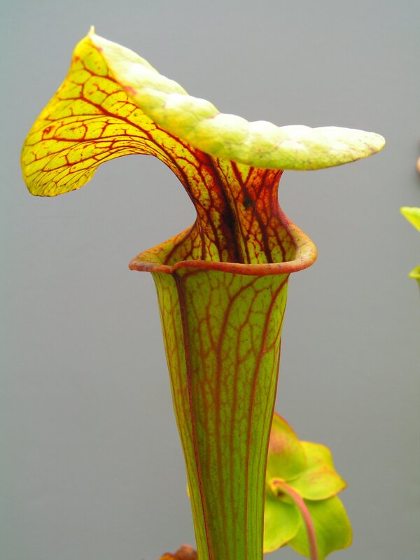 Yellow Pitcher Plant