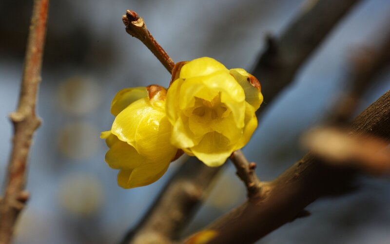 Yellow plum blossoms on a branch