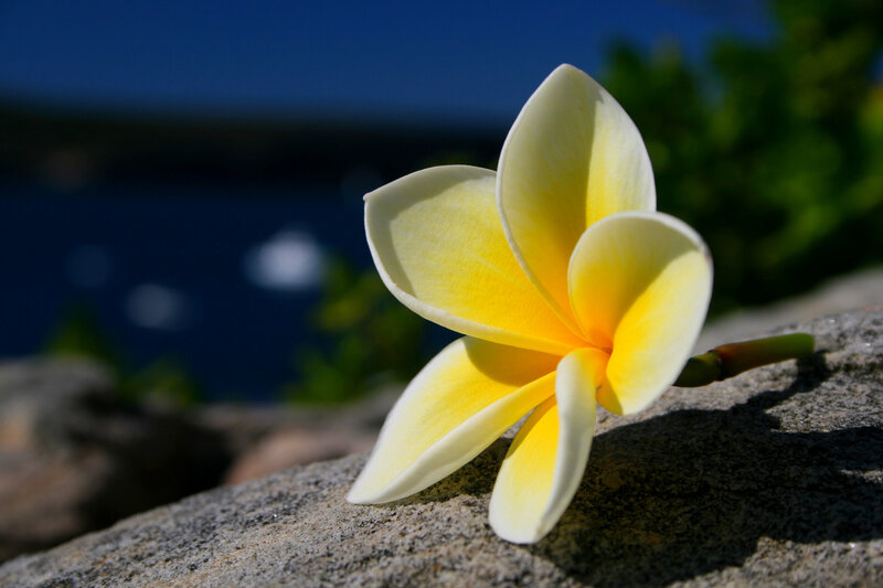 Yellow Plumeria Flower