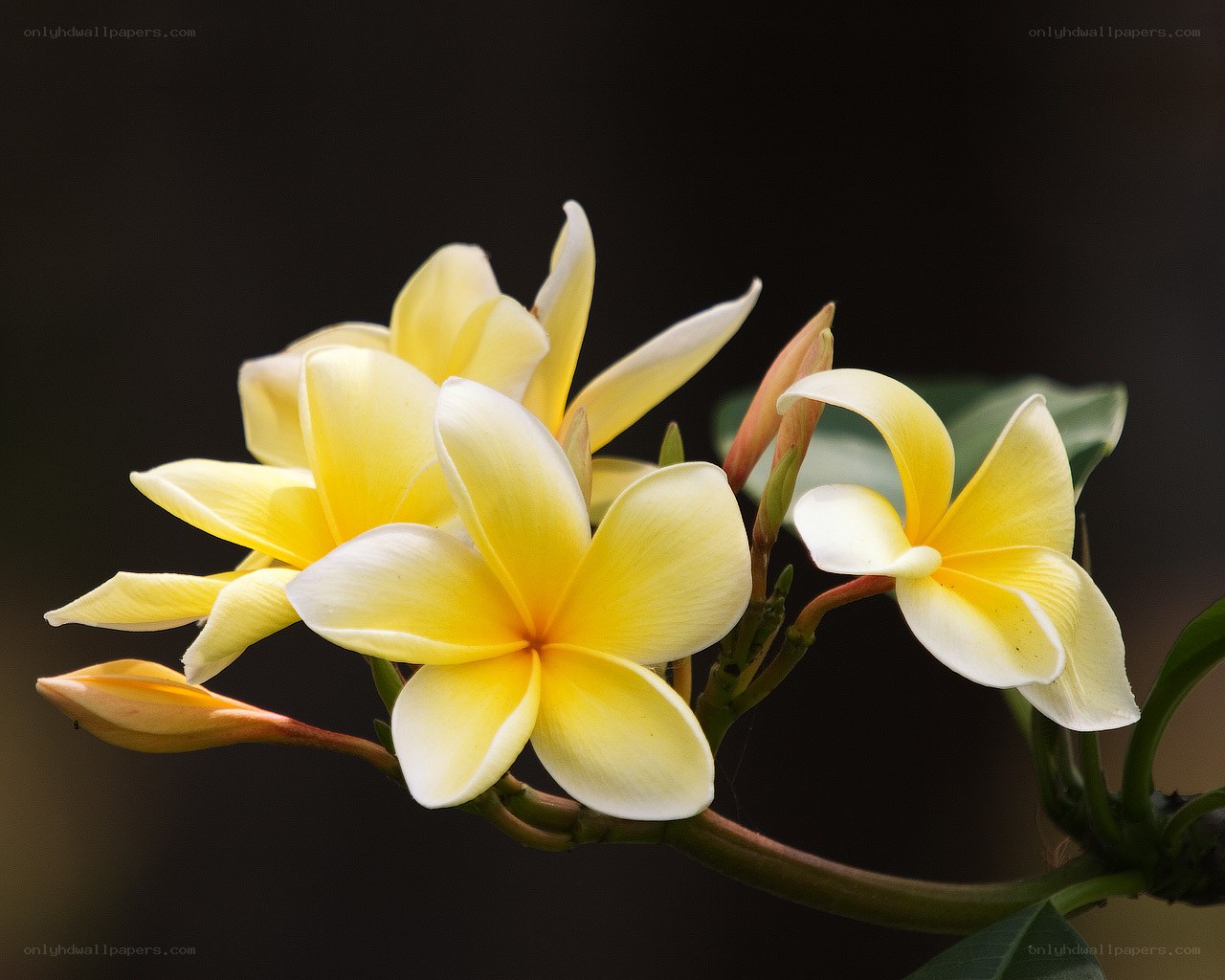 Yellow plumeria flowers