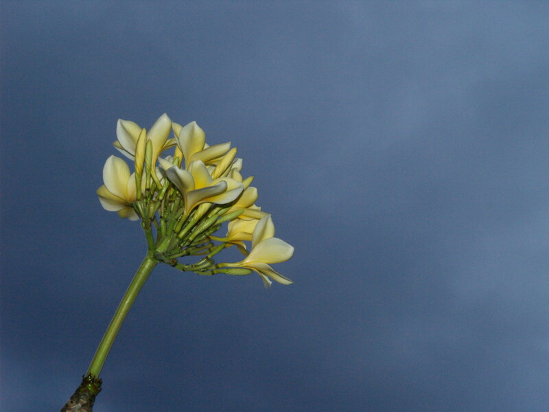 yellow plumeria flowers