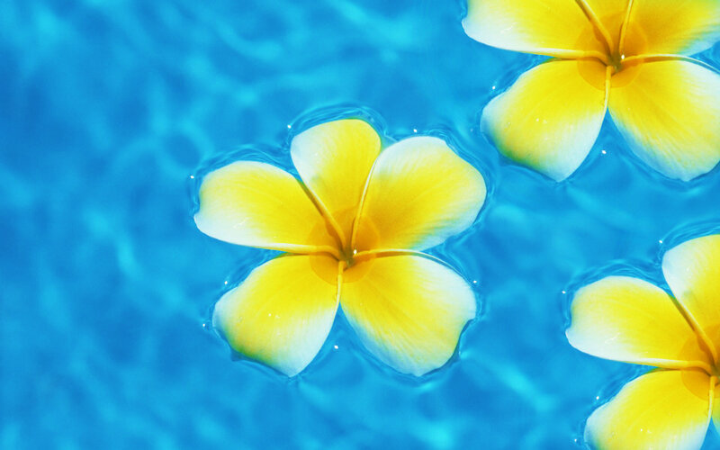 Yellow Plumeria Flowers — Blue