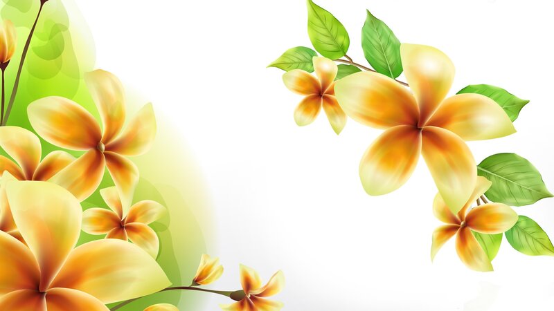 Yellow Plumeria Flowers — Calm