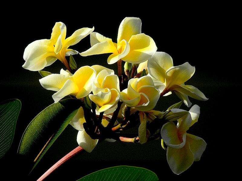 Yellow Plumeria Flowers — Dramatic, Photograph