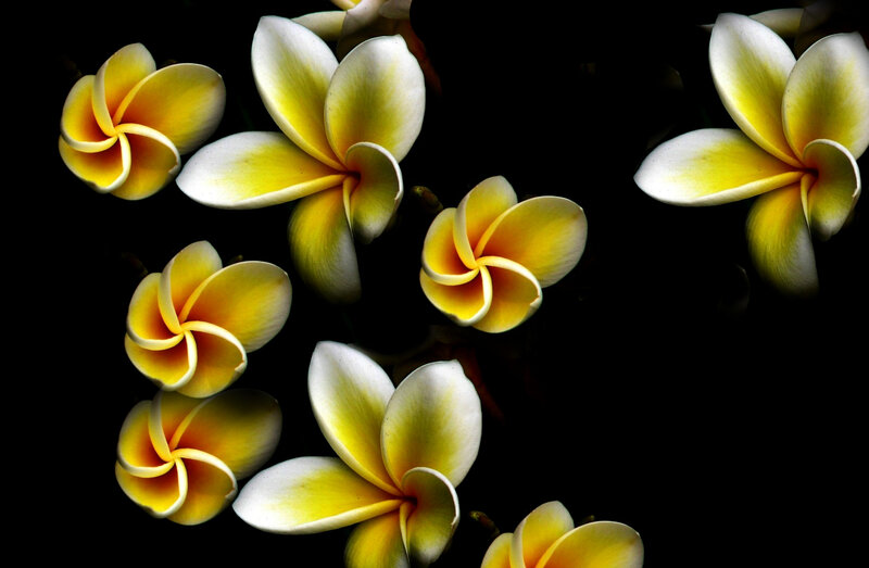 Yellow Plumeria Flowers — Dramatic