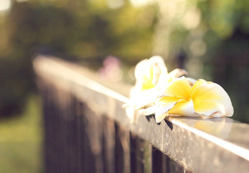 Yellow Plumeria Flowers — Serene, Afternoon, Photograph