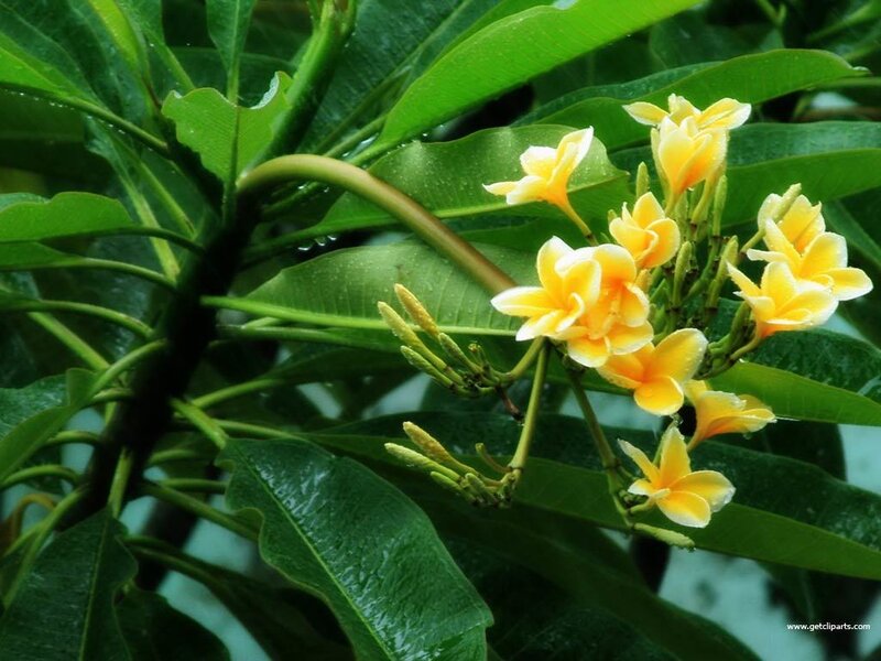 Yellow Plumeria Flowers — Serene, Photograph, Green Leaves