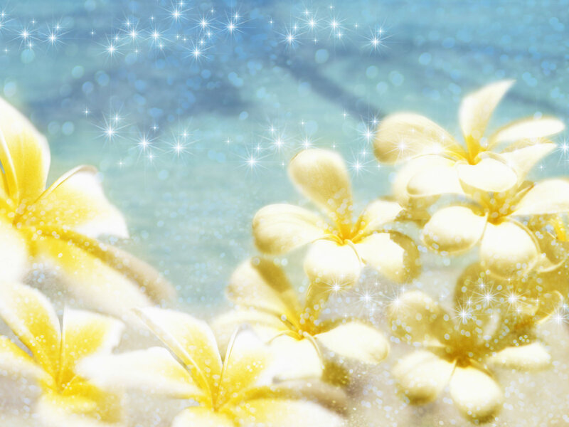Yellow Plumeria Flowers — Serene