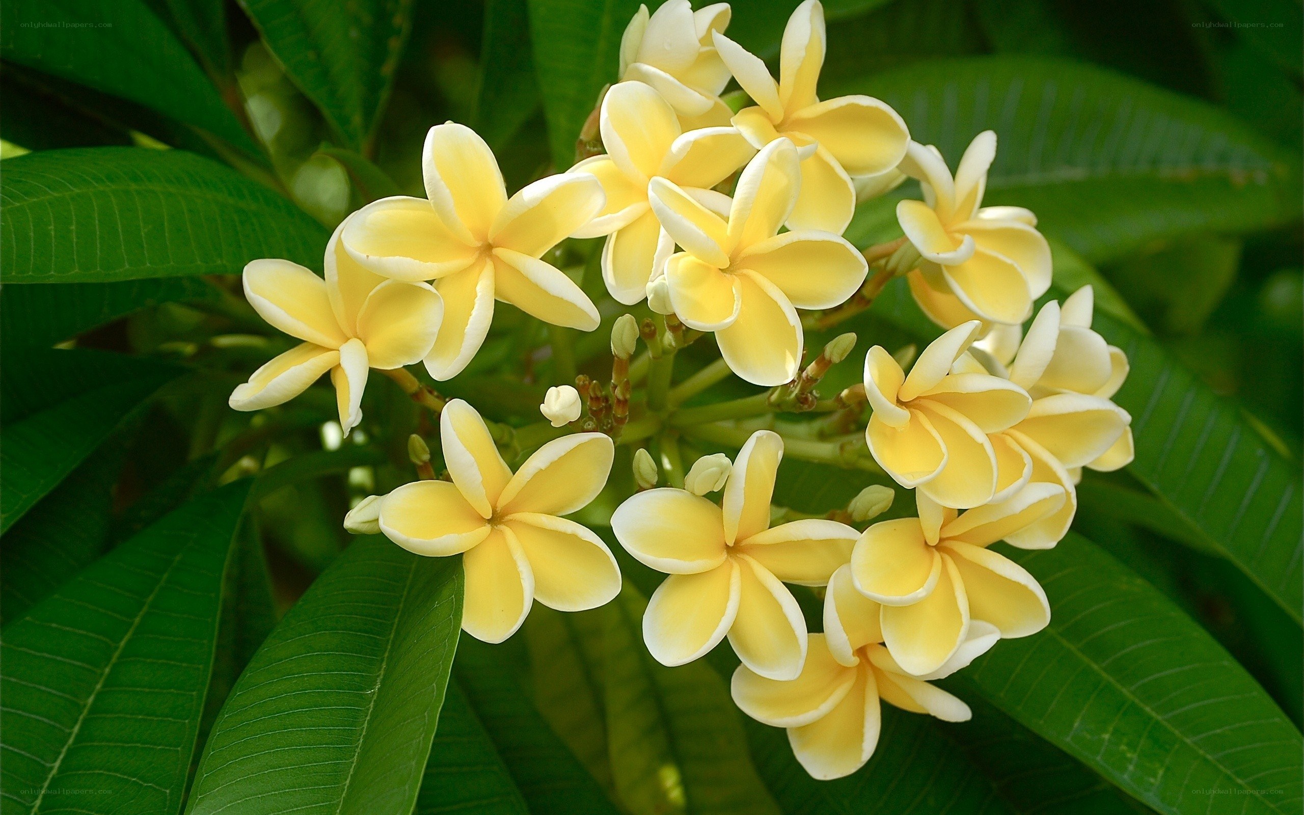 yellow plumeria flowers