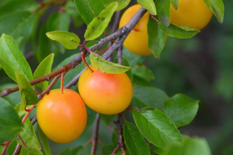 yellow plums on a tree branch
