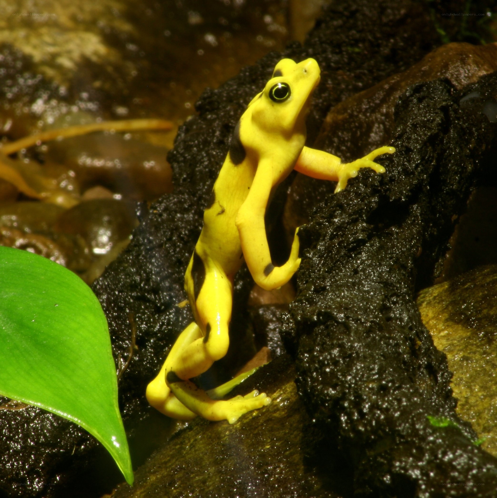 Yellow poison dart frog