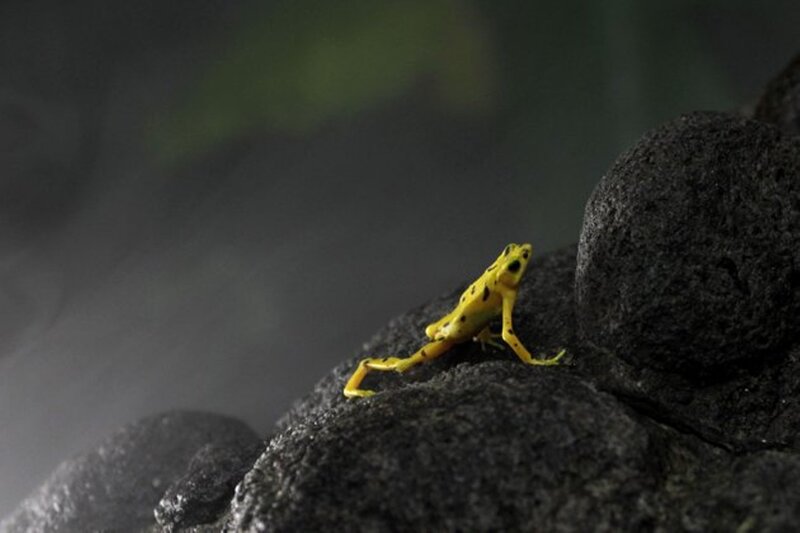Yellow Poison Dart Frog — Dramatic