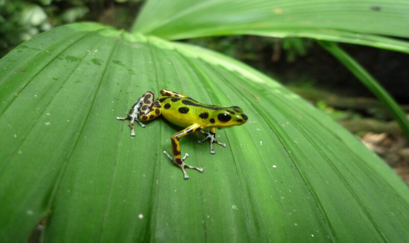 Yellow Poison Dart Frog — Green