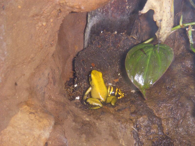 Yellow poison dart frog in habitat