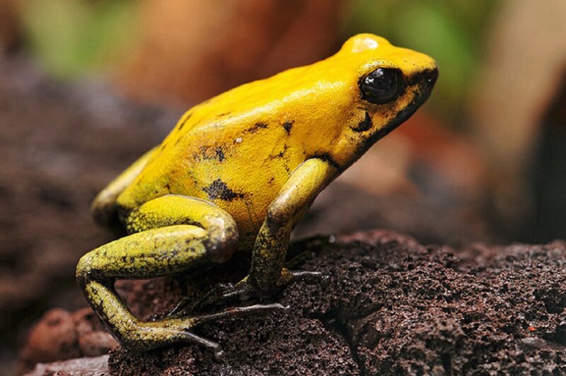 Yellow Poison Dart Frog — Natural, Photograph
