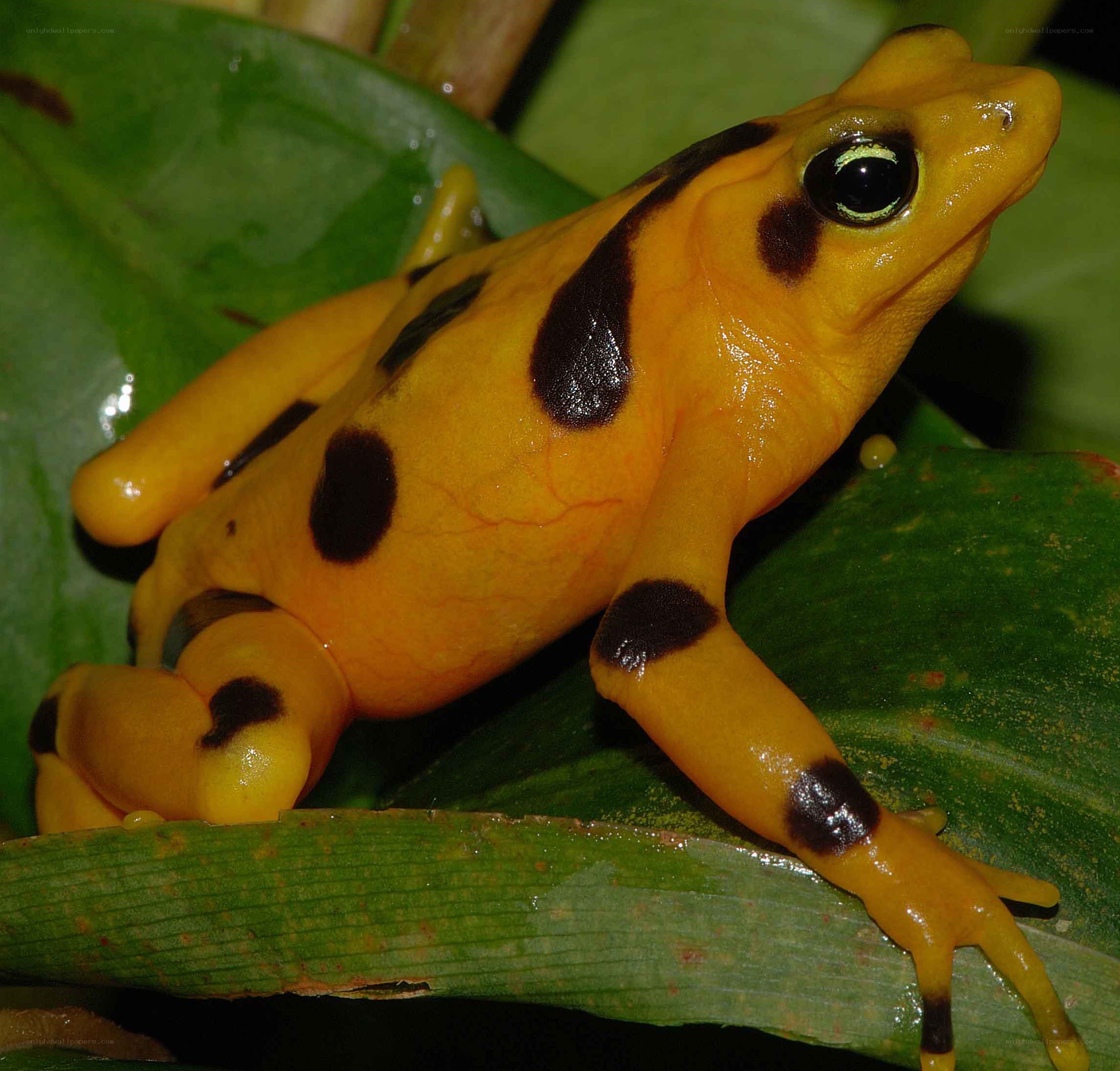 Yellow poison dart frog
