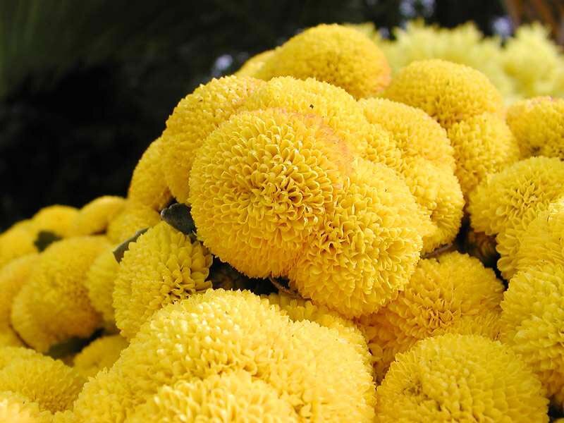 Yellow Pom-pom Chrysanthemums