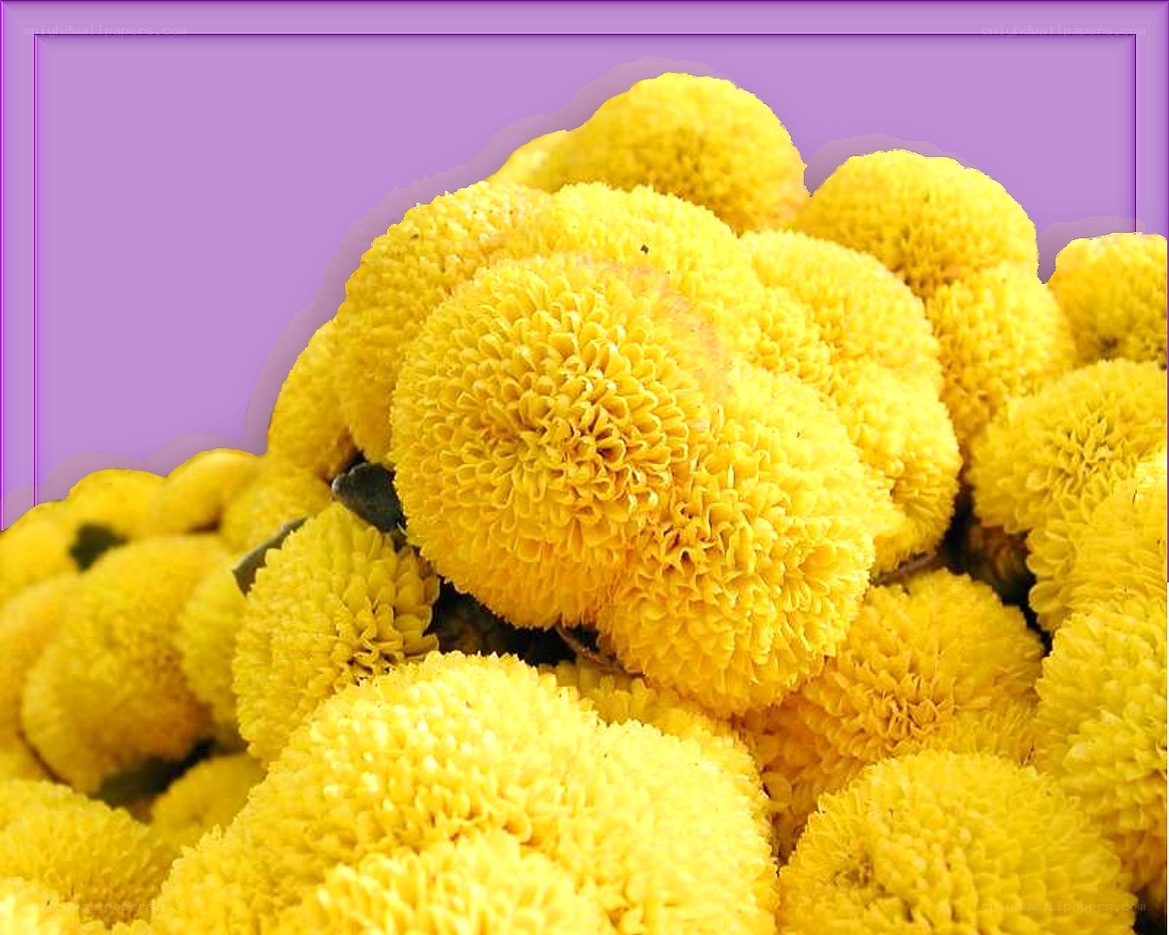 Yellow pom-pom flowers