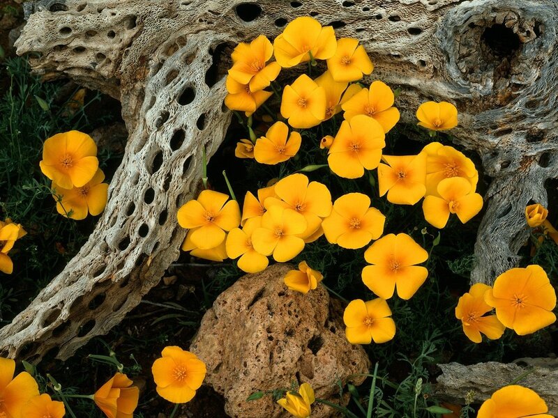 Yellow Poppies and Driftwood — Natural