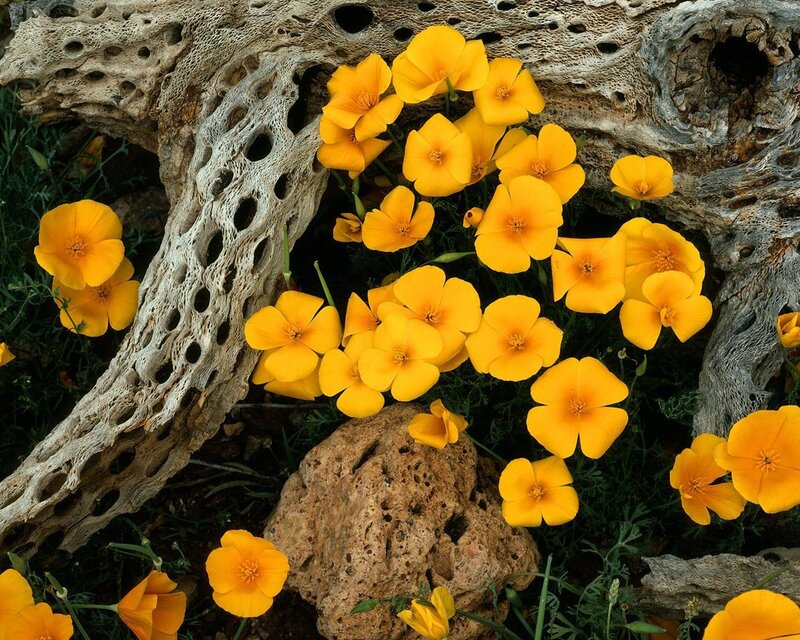 Yellow Poppies and Driftwood